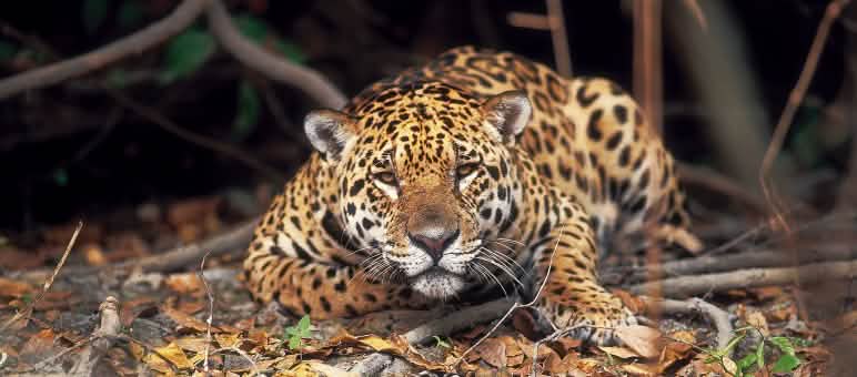 It’s up to us to protect Earth’s biodiversity.